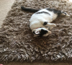 arthur in carterton is happy at home not going to the cattery